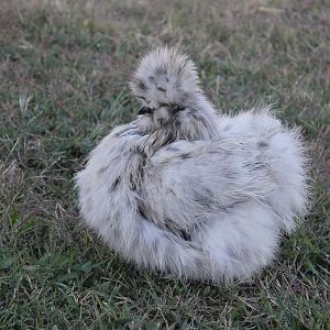 October 2, 2012  (Josie)
"After" picture!!  --- after being fluffed and groomed