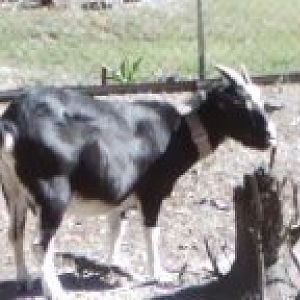 baby girl a nubian mix