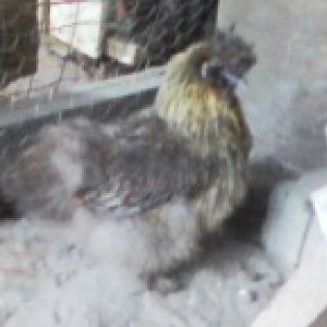 my blue bantam silkie hen