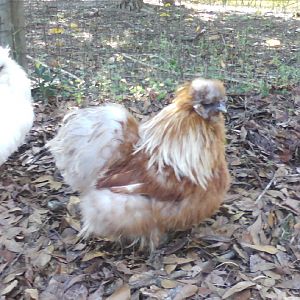 red silkie