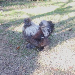 a multicolored silkie mix male
