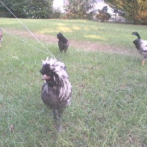 my chickens everywhere!!!