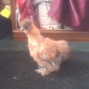 a red  silkie