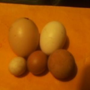 this pic shows 2 normal eggs at top, and 3 abnormal  chicken eggs at bottom.The smallest  medium and the largest of the 3 .