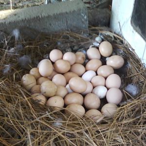 eggs, eggs eggs, and more eggs!!!!!!!!!!!