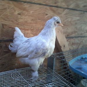 polish cochin mix posing for camera