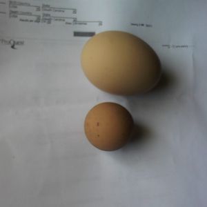 oval and round chicken egg