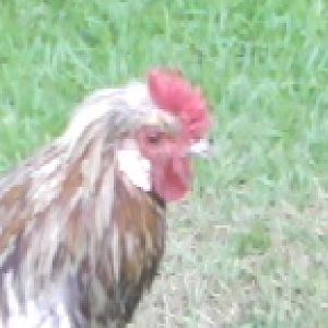 a polish game mix rooster