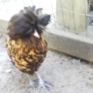 a seabright polish hen