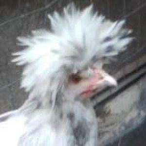 phillis dilla   my polish chicken who i lost a few yrs ago