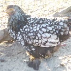 silverlaced cochin hen