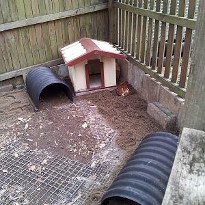 The coop is starting to come together. Due to having foxes in the area I have placed wire meshing on the floor of the coop and lined the edges of the fence with pavers. The roof will be going up tomorrow and I am very happy with the progress made so far.