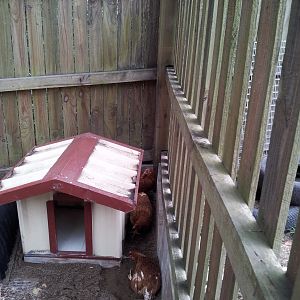 The girls have been introduced into the coop, we don't have sand across all of the coop yet but the hens seem to love the sand and started to scratch and peck in it straight away.