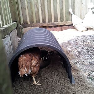Investigating and finding the food under shelter.