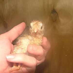 Our first little one