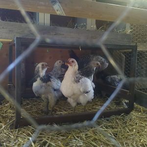 new americana & x pullets