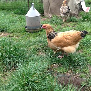 18 week old buffs. Fully feathered and  really healthy