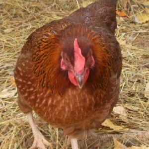 Chester, named after the limping character "Chester" in Gunsmoke. Even though she is a hen I thought the name was perfect. She has a crippled leg and limps. She is now about 8 months old and does beautifully!