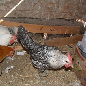 Egyptian Fayoumi pullet.