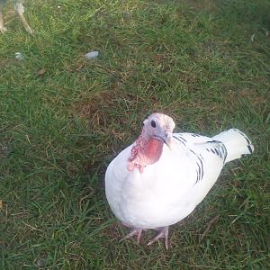 Phyllis...the start of the fever