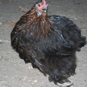 Bantam 5 month old MF project pullet