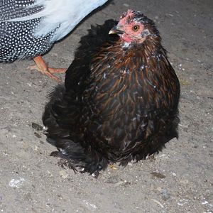 Bantam 5 month old MF project pullet