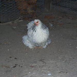 5 month old columbian bantam pullet