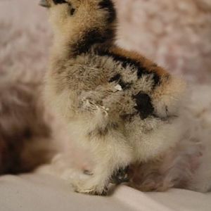Partridge Silkie