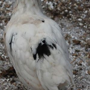 Smooth Sizzle - 7 weeks