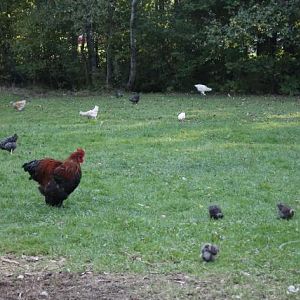 Chicks are watched over by many roosters. Everyone is watched over by Livestock Guardian Dog - Clementine.