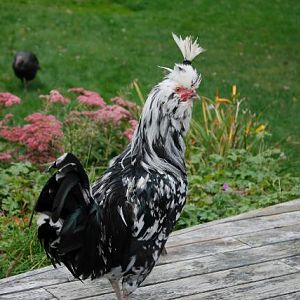 Gigi modelling his new hairstyle.
