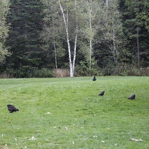 More free ranging