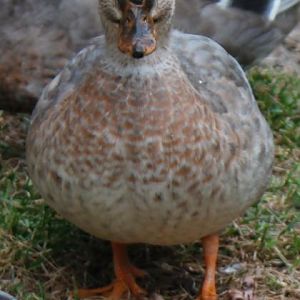 Female Call Duck - Blue Fawn