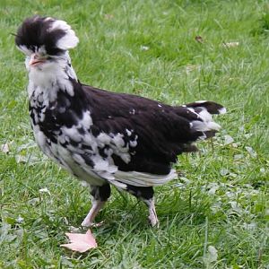 Mottled Houdan girl free ranging.