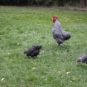 Roger crowing up a storm.