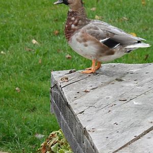 Our call duck drake.