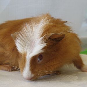 Dulux, son of Texel.