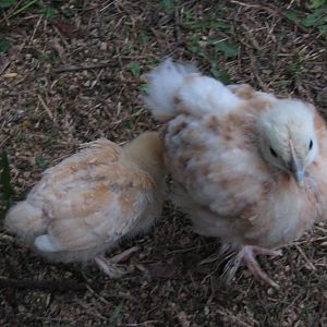 Nugget and Nippy, both the same age (apparently). Nugget is still half the size of Nippy.