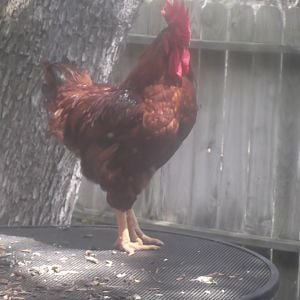 Roscoe, our resident and  proud rooster. Sure wish his tail wold grow longer. Isn't he a great looker though?