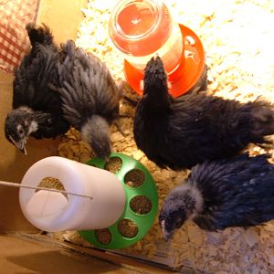 L-R: undecided, female, female, male