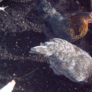 here are the rest top of pic is hilder, and at bottom is lavender.