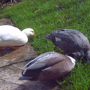 This is my other little boys and girls call hunny, bob, and charlie. haveing fun on my grass, they are about  17 weeks old