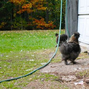 Silkies are now free ranged