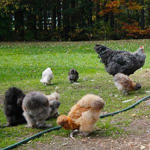 Ranging in autumn