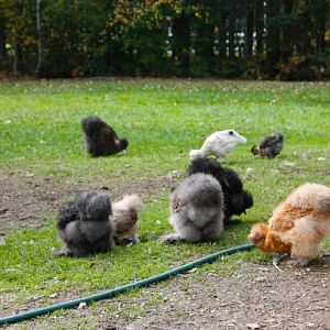 Lots of butt fluff