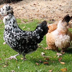 Mottled Houdan & Cochin (molting)