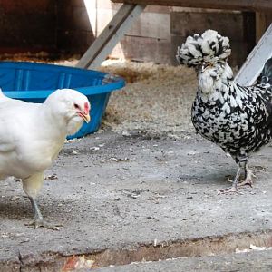Young girls - Easter Egger (left) and Mottled Houdan (right)