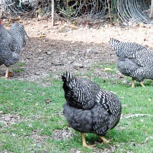 Barred Plymouth Rocks