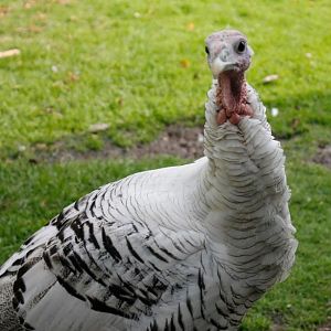 Our Tom named Tom. Royal Palm Turkey