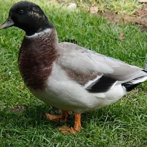 Call duck drake
